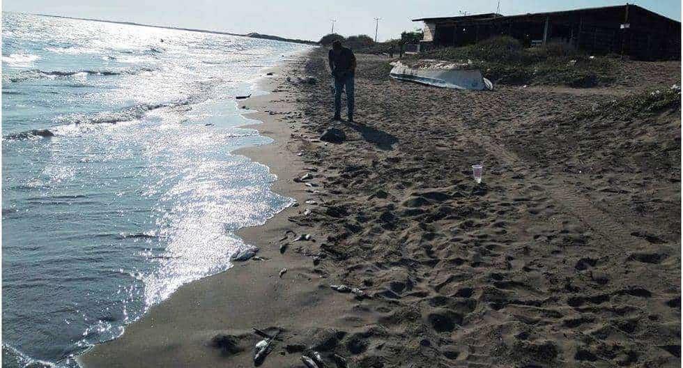 Reportan cientos de peces muertos en playas de Sinaloa