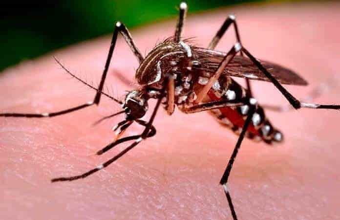 Oaxaca gastó 10 mdp en insecticida caduco para el Dengue