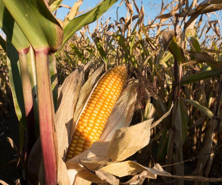 Importaciones de fertilizantes y maíz, en nivel récord