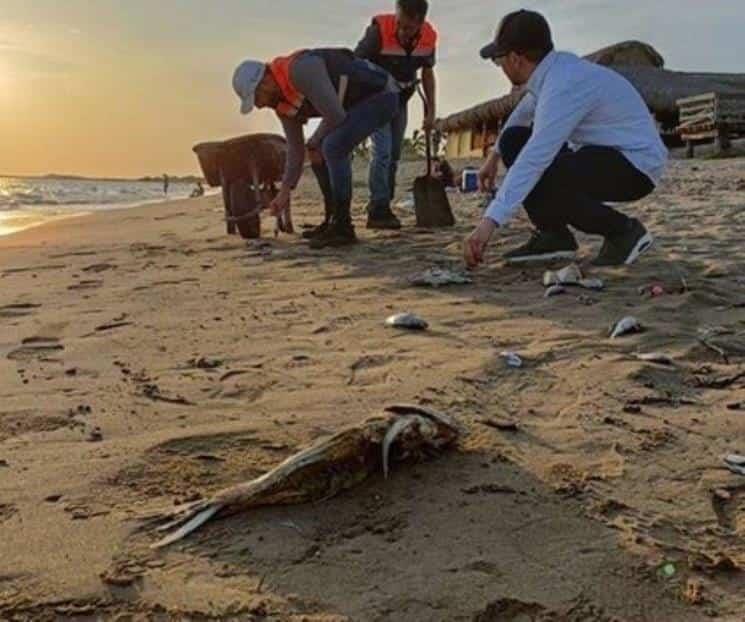 De nuevo, flotan peces muertos en playa de Sinaloa