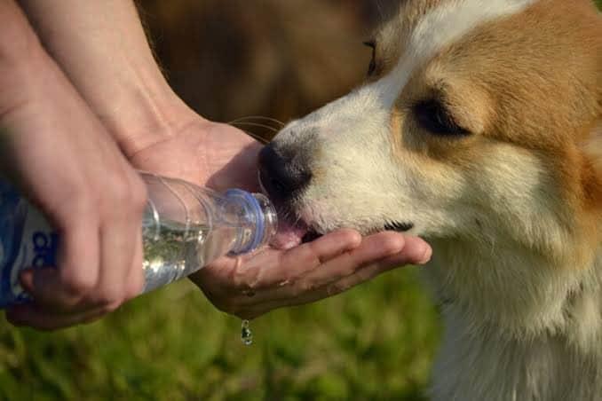 Exhortan a proteger a las mascotas del calor en NL