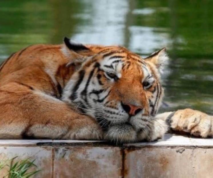 Animales del zoológico de Bagdad sufren calor extremo