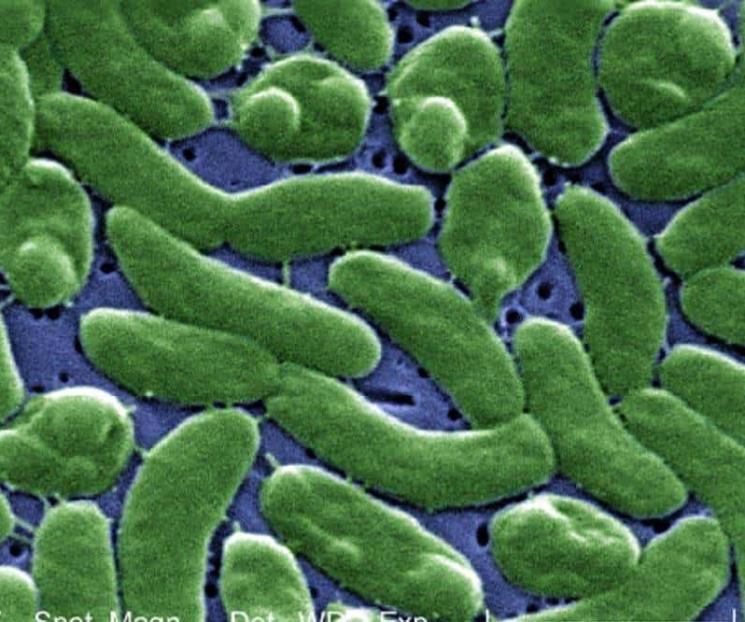 Bacteria mortal deja 3 muertos en EU