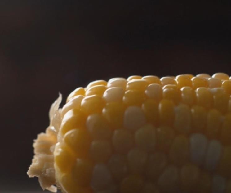 EU realizará panel contra México por maíz transgénico