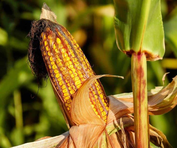 México, preparado para defender prohibición a maíz
