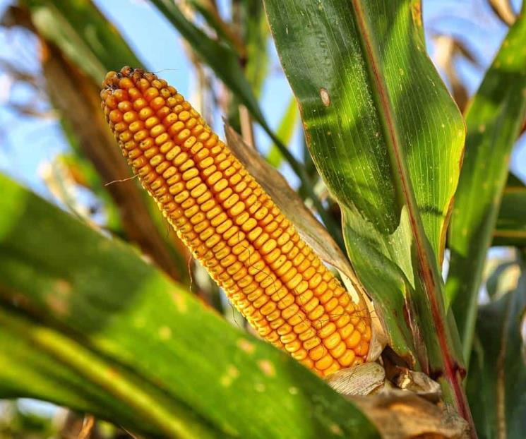 EU escala pleito por maíz transgénico