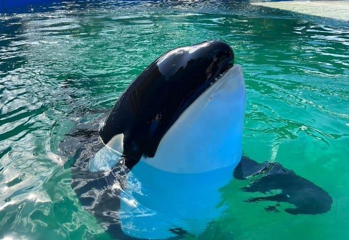 Muere la orca Lolita tras medio siglo en cautiverio