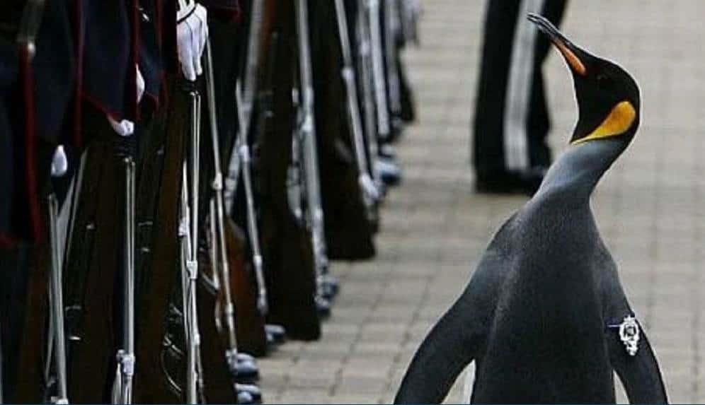 Pingüino se convierte en mayor general en Noruega