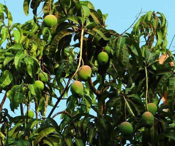 Familia pelea a machetazos por árbol de mangos en Ahome