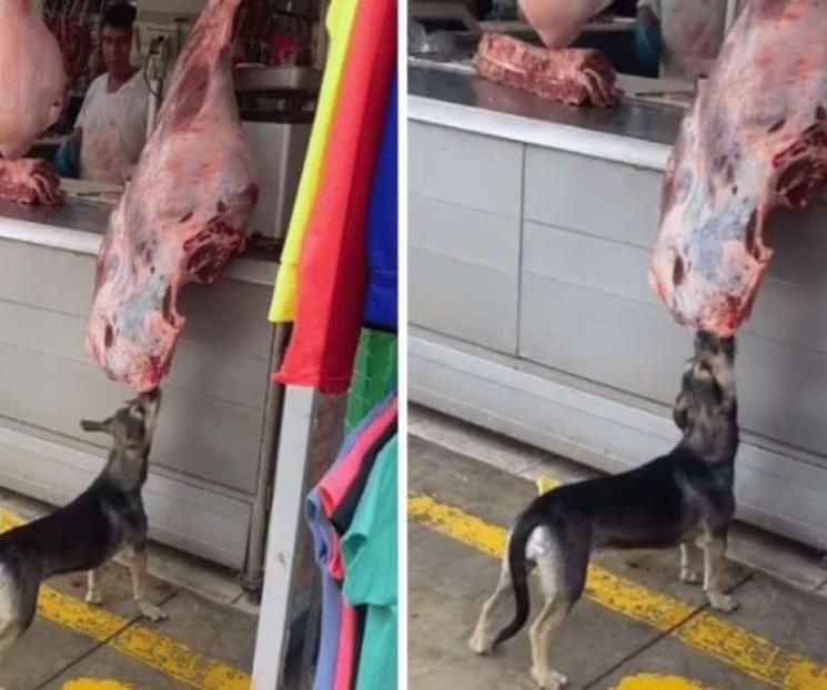 Perro asalta enorme pieza de carne en local comercial