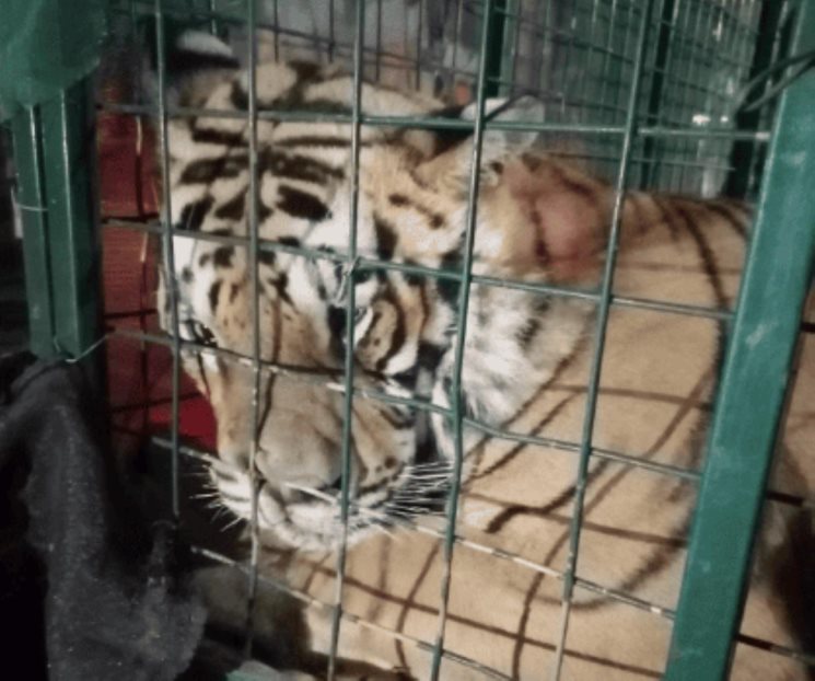 Capturan a Tigre de Bengala en calles de Jalisco