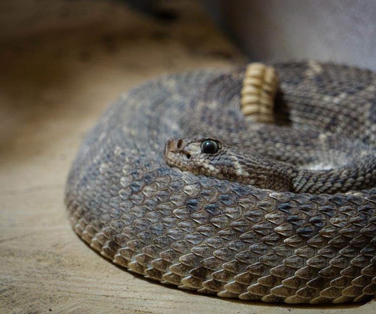 Hombre encuentra 20 serpientes en su casa