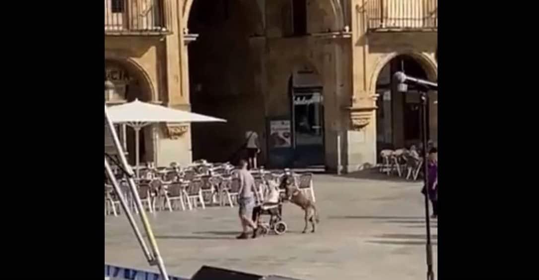 Perro empuja silla de ruedas de adulto mayor en España