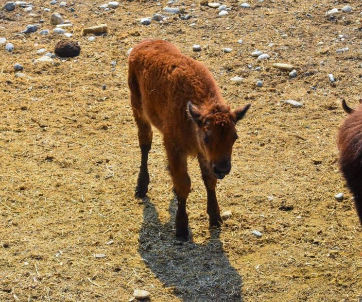 Nace bisonte en Parque La Pastora y regios le buscan nombre