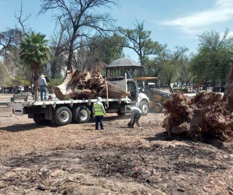 Remueven 38 árboles en la Alameda de Monterrey
