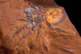 Así es la araña fósil gigante de Australia