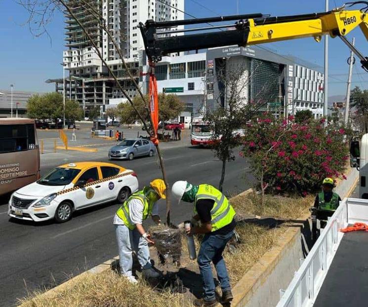 Plantan casi 300 árboles en colonias de Monterrey
