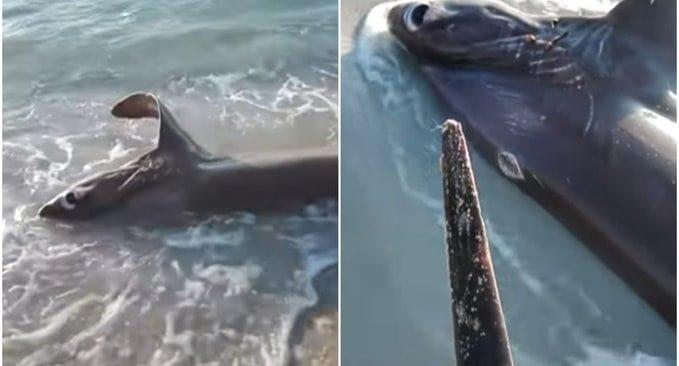 Encuentran tiburón apuñalado por pez espada en Libia