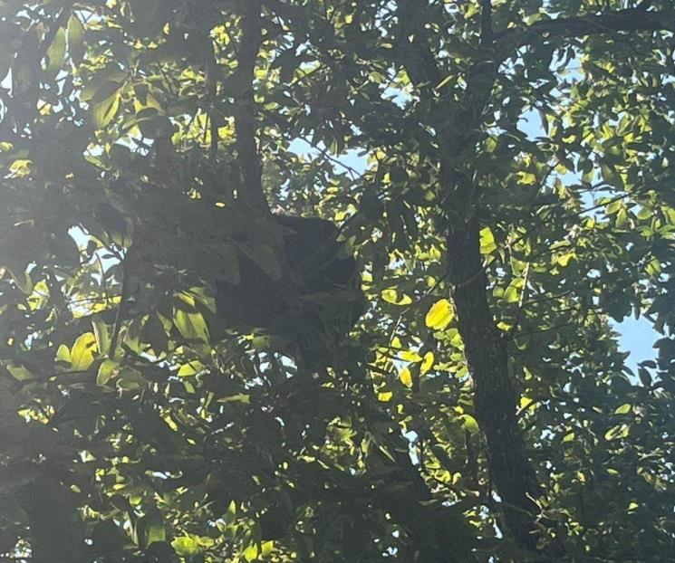 Reportan presencia de oso en árbol al sur de Monterrey