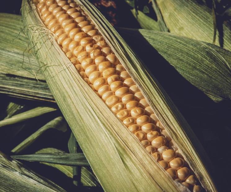 Eligen a expertos de panel sobre maíz transgénico