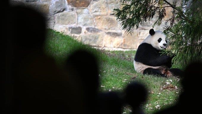 Sigue China repatriando sus pandas