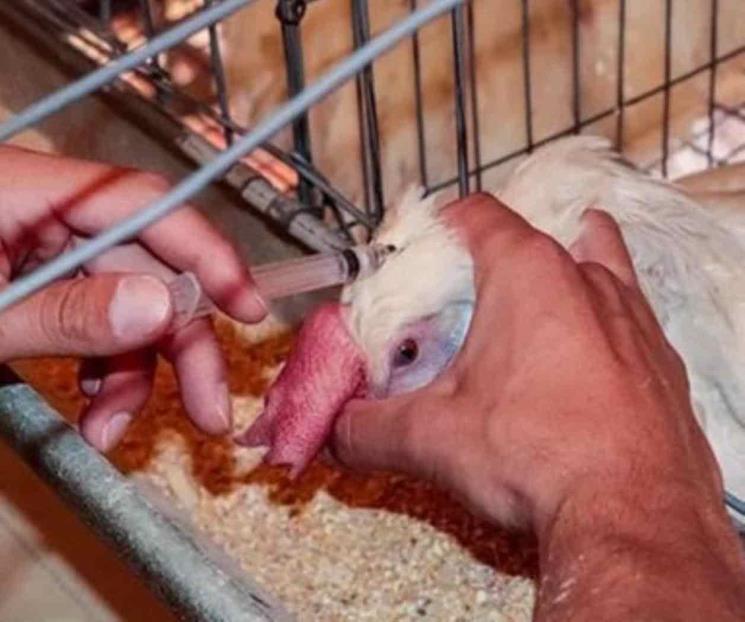Por brote de Gripe Aviar en Arkansas, paran envíos de pollos