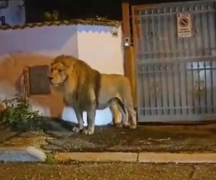 León escapa del circo y deambula por las calles en Ladispoli, Italia