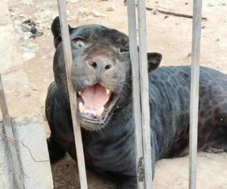Jaguar negro ataca a niña y la deja gravemente herida en Chihuahua