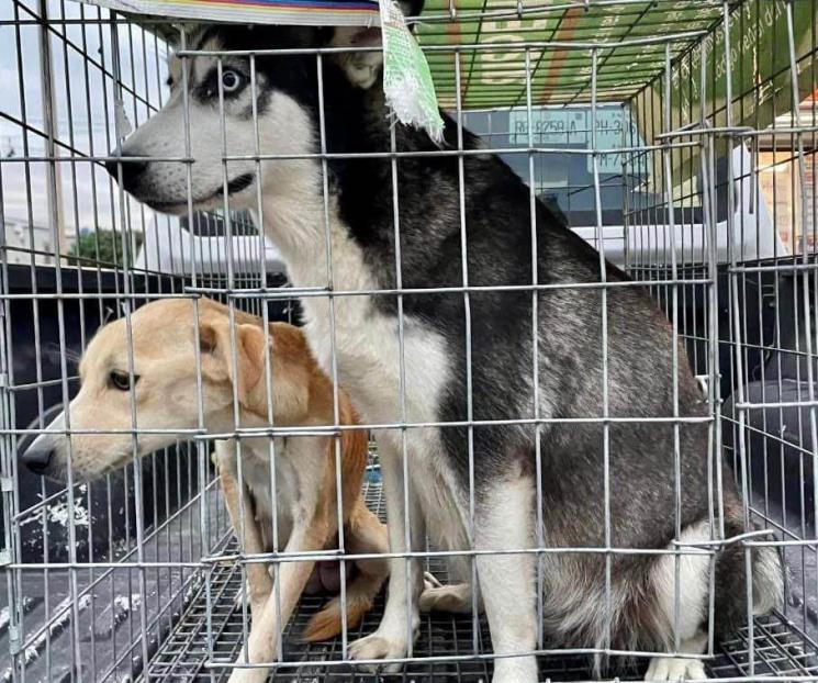 Rescatan a perros por sufrir maltrato animal en Juárez