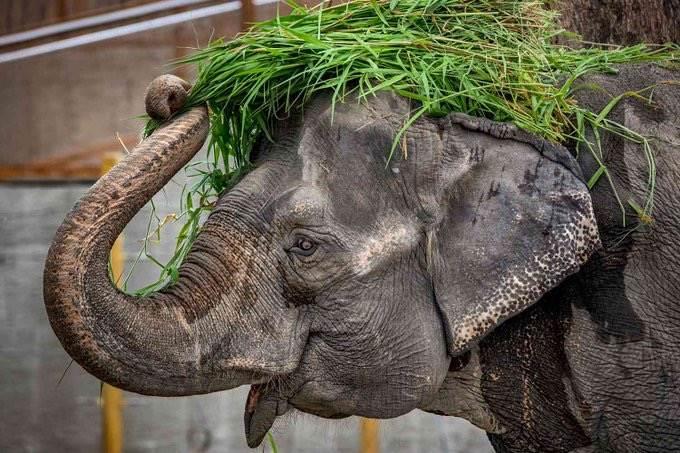 Muere Mali,´la elefanta más triste del mundo´, en Manila, Filipinas