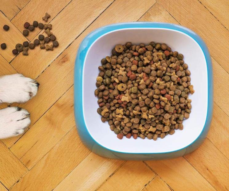 Un error, dejar comida del perro todo el día en su plato: FDA