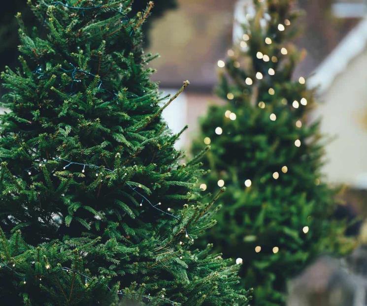 Cuándo se debe poner el árbol de Navidad, según la tradición