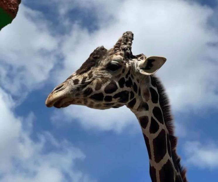 De luto zoológico de Tlaxcala por muerte de Yoyo la jirafa