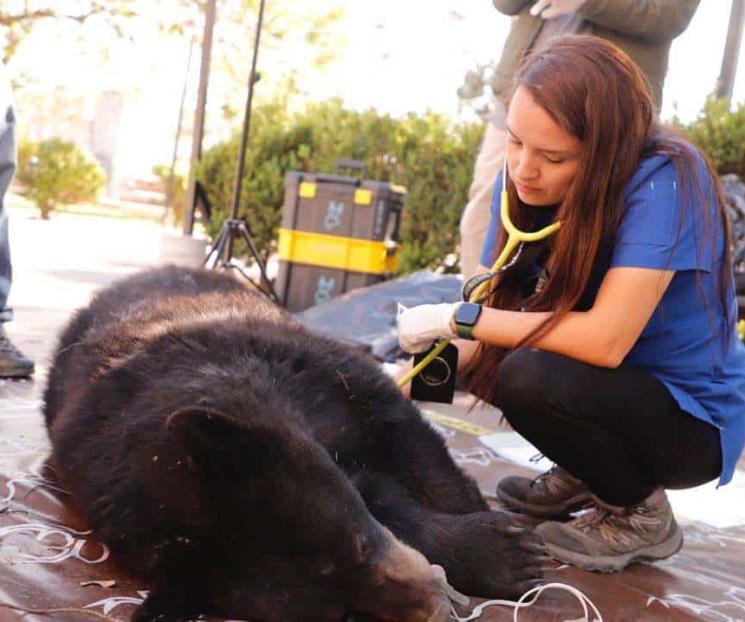 Buscan proteger a los osos de basura nociva, especialmente plásticos