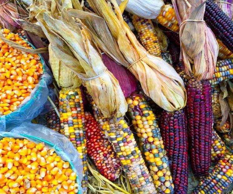 Espera EU giro de México sobre maíz transgénico