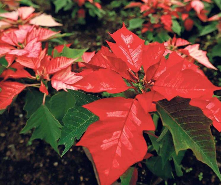 Tres plantas ideales para decorar el hogar en Navidad