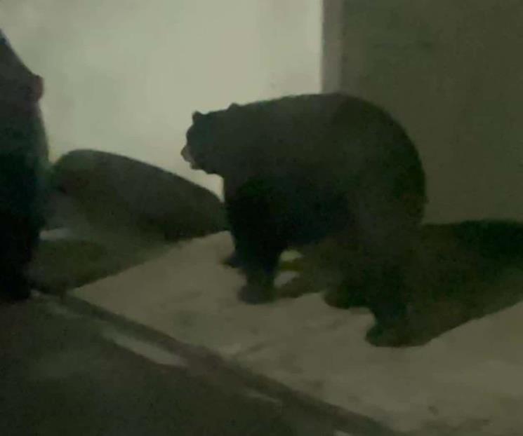 Moviliza presencia de oso en Mederos