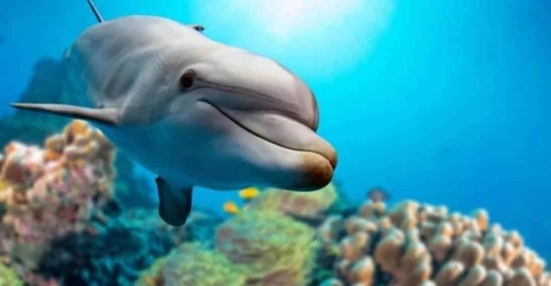 Delfín con pulgares, raro hallazgo en la costa de Grecia