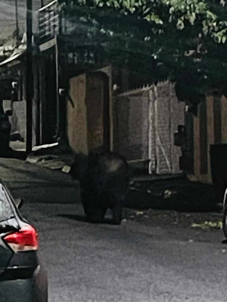 La presencia de un oso en la zona de la Colonia Mederos, llevó a la movilización de las autoridades, ayer al sur de Monterrey.