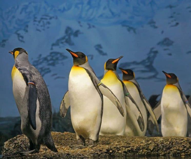 Sobreexplotación llevó a la extinción de los verdaderos pingüinos