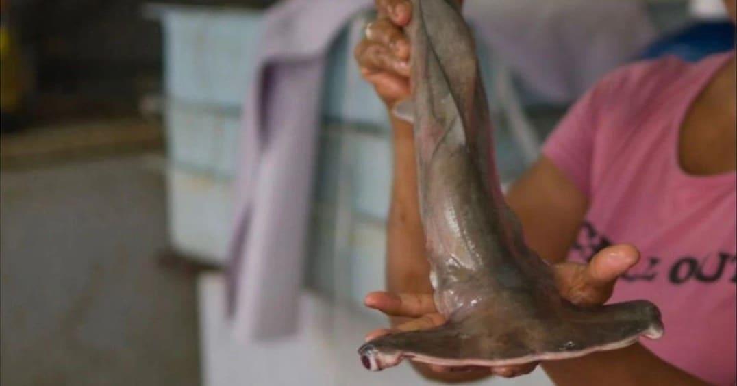 Venden tiburón en lugar de bacalao: Oceana