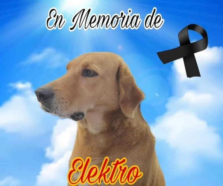 Muere el perrito Elektro por culpa de la pirotecnia en Muzquiz