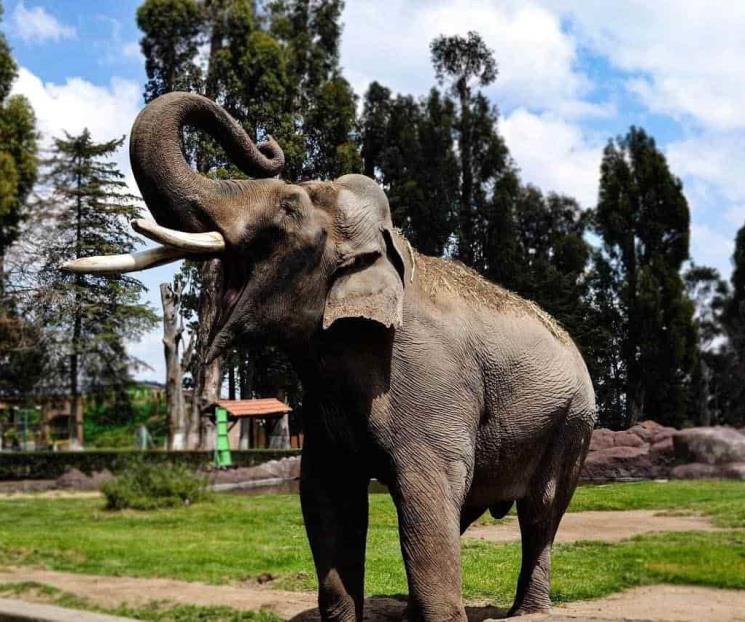 Despiden al elefante Ted en zoológico del Estado de México