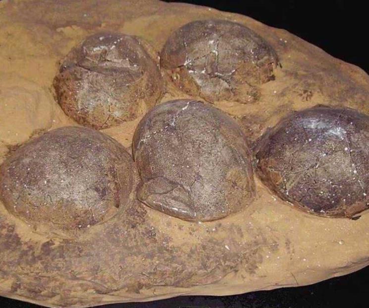 Descubren en China huevos de dinosaurio cristalizados