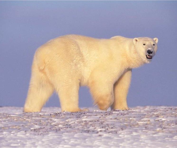 Muere oso polar por contagio de gripe aviar H5N1 en Alaska