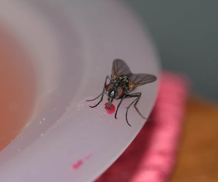 Descubre cómo ahuyentar moscos en tu casa con un ingrediente