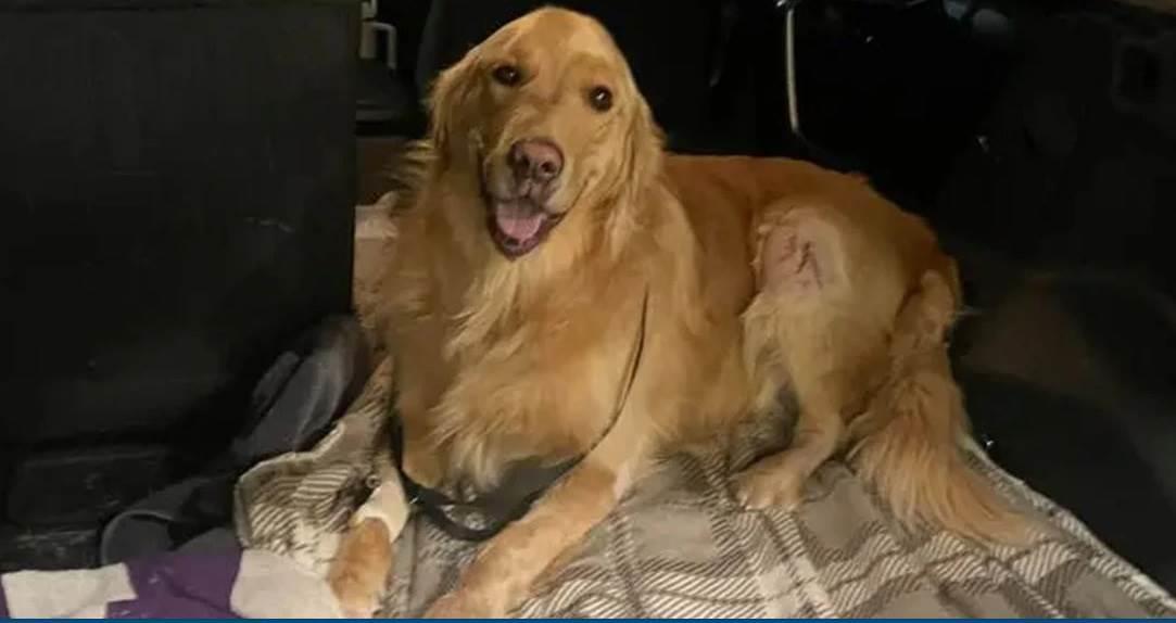 Guardia Costera de EU rescata a perro que cayó de un acantilado