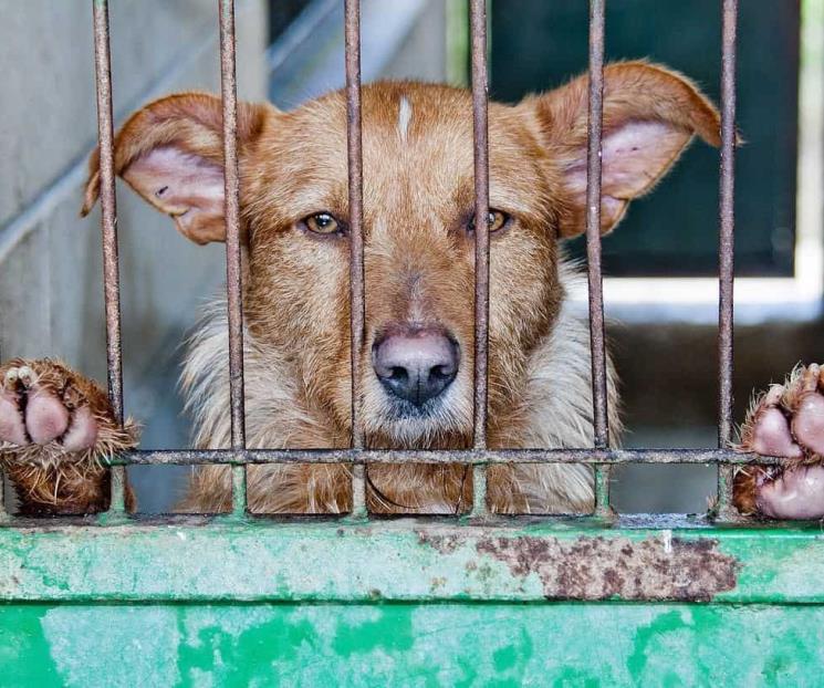 Prohíben en Corea del Sur la venta de carne de perro