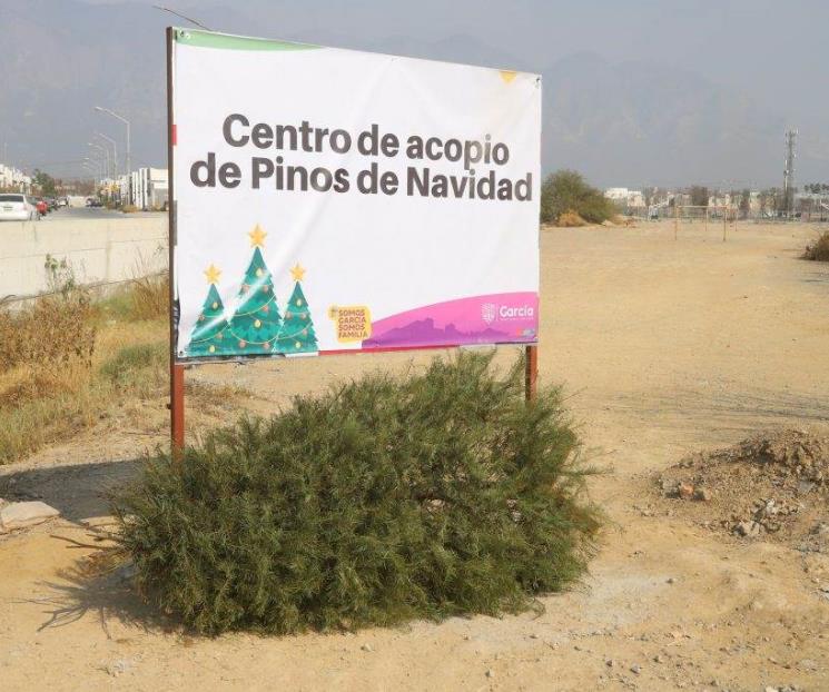 Dispone García centros de acopio de árboles navideños
