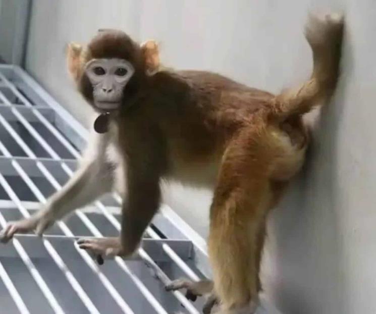 Mejora técnica china para clonación de monos
